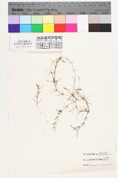 alternate herbarium image