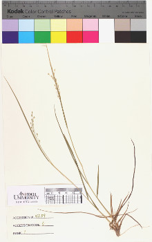 alternate herbarium image