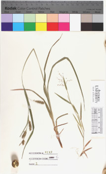 alternate herbarium image