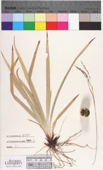 alternate herbarium image