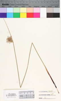 alternate herbarium image