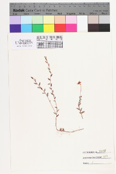 alternate herbarium image