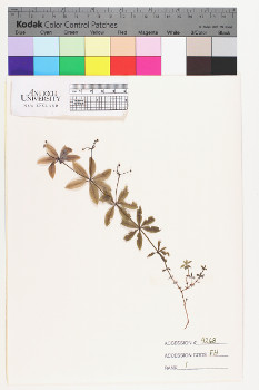 alternate herbarium image