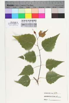 alternate herbarium image