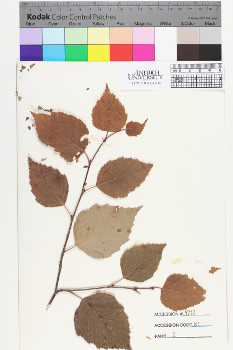 alternate herbarium image