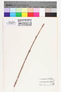 alternate herbarium image