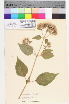 alternate herbarium image