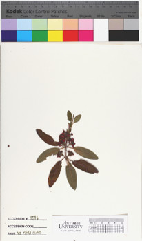 alternate herbarium image