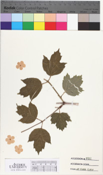 alternate herbarium image
