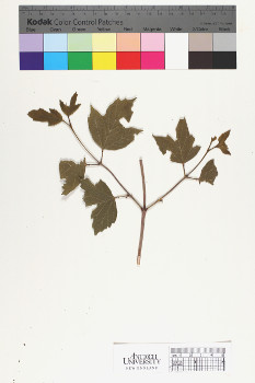 alternate herbarium image