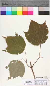alternate herbarium image