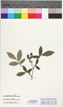 alternate herbarium image