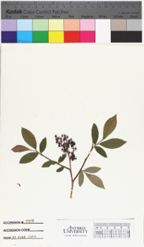 alternate herbarium image