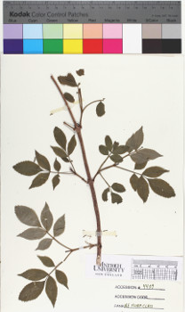 alternate herbarium image