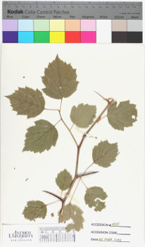 alternate herbarium image