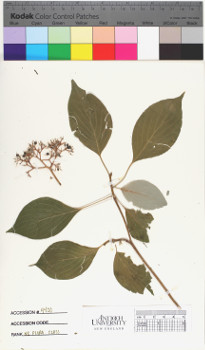 alternate herbarium image