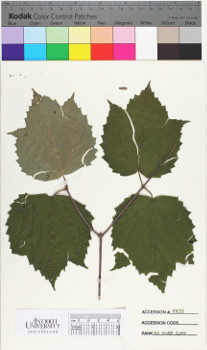 alternate herbarium image
