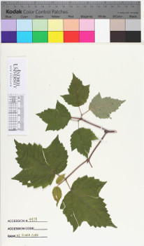 alternate herbarium image