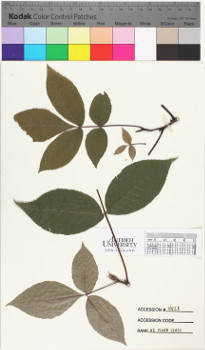 alternate herbarium image