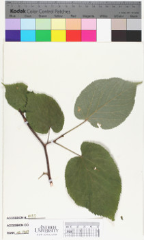 alternate herbarium image