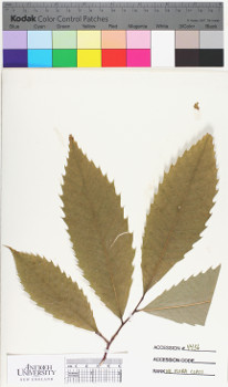 alternate herbarium image