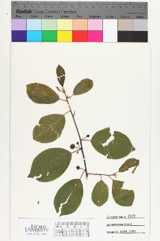 alternate herbarium image