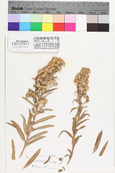 alternate herbarium image