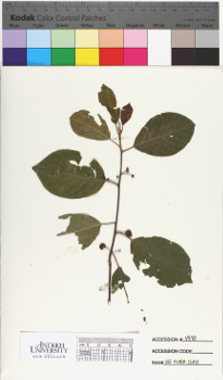 alternate herbarium image