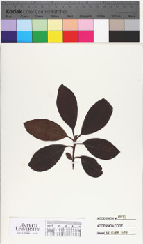 alternate herbarium image