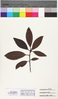 alternate herbarium image