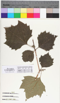 alternate herbarium image