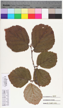 alternate herbarium image