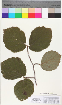 alternate herbarium image