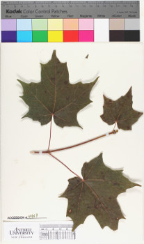 alternate herbarium image