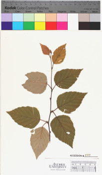 alternate herbarium image