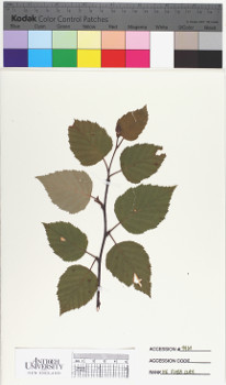 alternate herbarium image