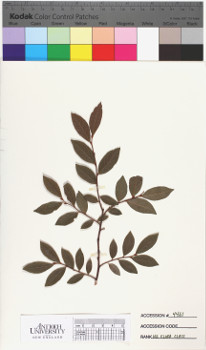 alternate herbarium image