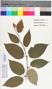 alternate herbarium image