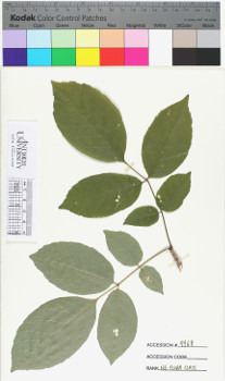 alternate herbarium image