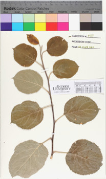 alternate herbarium image