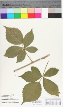 alternate herbarium image