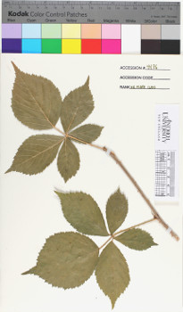 alternate herbarium image