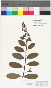 alternate herbarium image