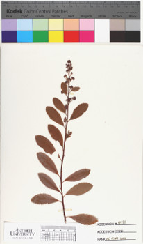 alternate herbarium image