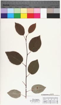 alternate herbarium image