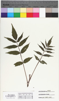 alternate herbarium image