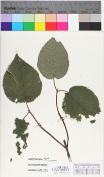 alternate herbarium image