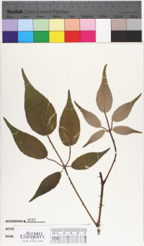 alternate herbarium image