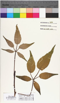 alternate herbarium image