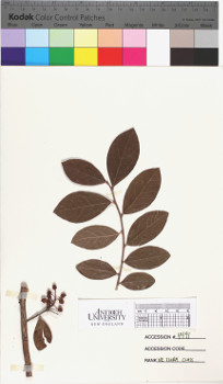 alternate herbarium image